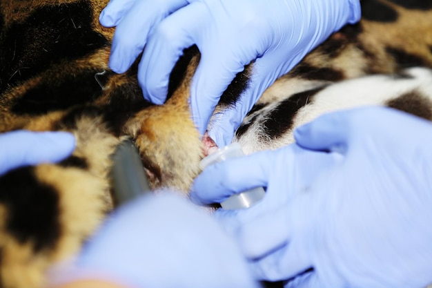 a clouded leopard genitalia in an animal hospital. that a specialist veterinarian is diagnosing.