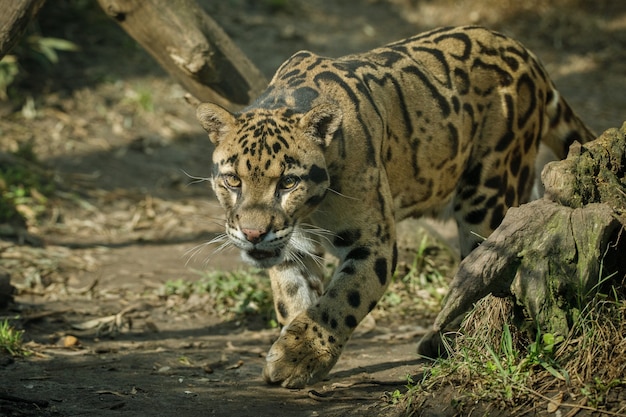 Clouded leopard is walking towards from the shadows to the light