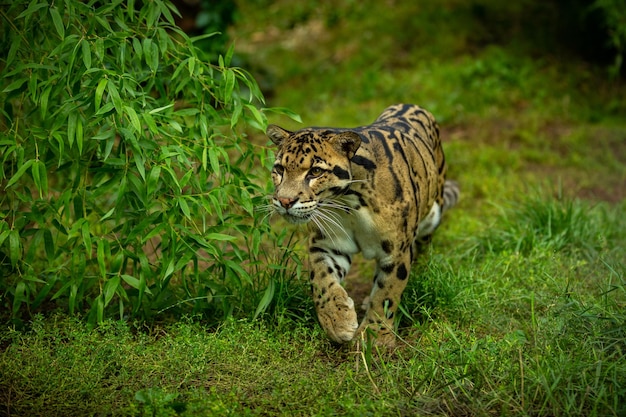 写真 ウンピョウは、チェコ共和国のウンピョウの非常に珍しい生き物の闇の動物園から、影から明るい大きな猫のオスに向かって歩いています