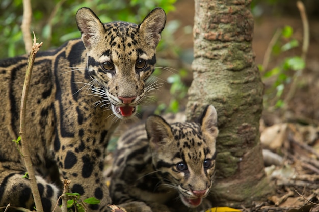 Premium Photo | Clouded leopard (neofelis nebulosa)