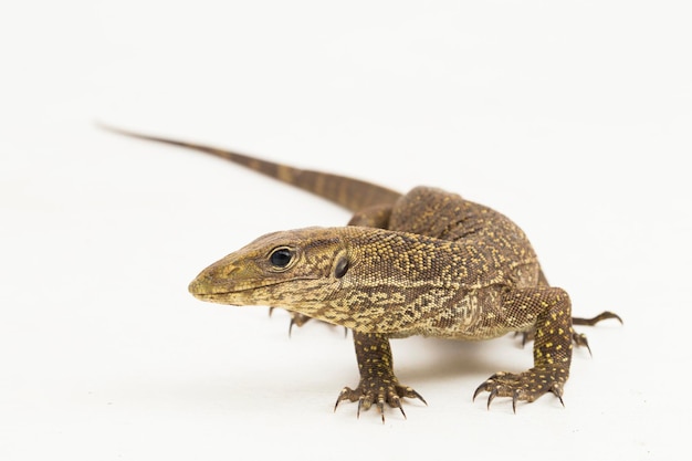 The clouded monitor lizard (Varanus nebulosus) isolated on white background