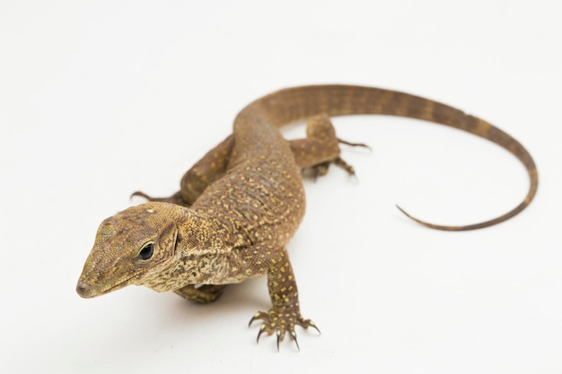 La lucertola monitor offuscata (varanus nebulosus) isolata su sfondo bianco