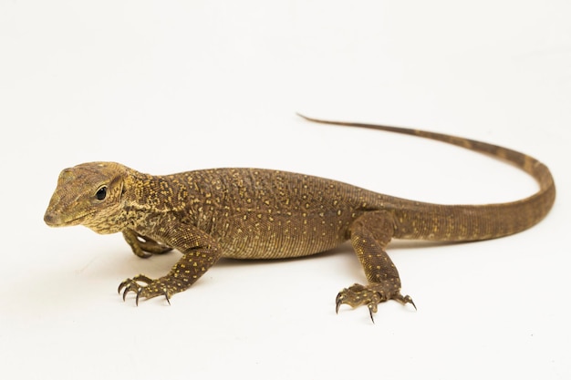 The clouded monitor lizard (Varanus nebulosus) isolated on white background