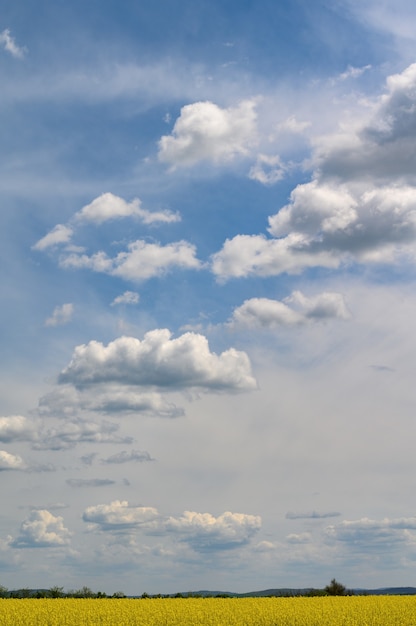 Foto nuvole al cielo blu sopra il campo di colza agricola