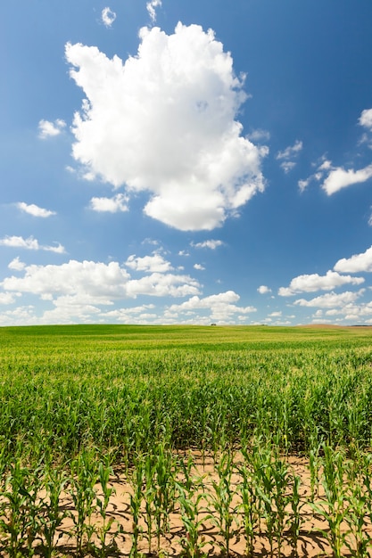 Clouds and a blue sky over a cornfield farming