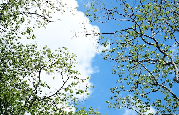 Foto nuvole nel cielo blu con il fondo del bastone dell'albero