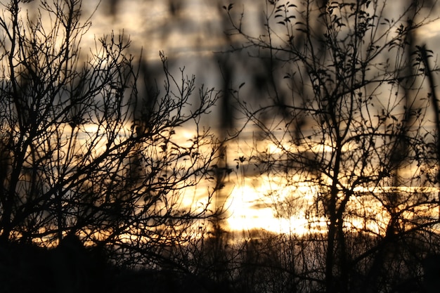 Photo clouds and sunset through branches