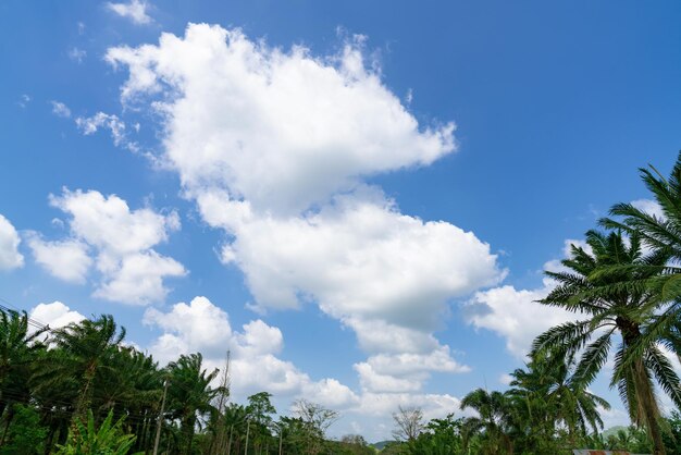 雲の青い空とナツメヤシの木