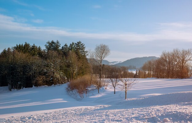 Foresta di paesaggio invernale giorno nuvoloso