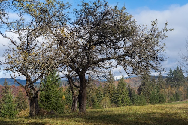 Cloudy and foggy morning late autumn mountains scene with old apple tree in front Peaceful picturesque traveling seasonal nature and countryside beauty concept scene Carpathian Mountains Ukraine