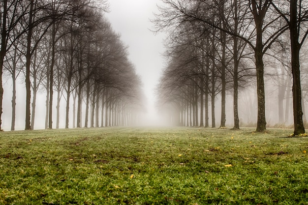 cloudy forest