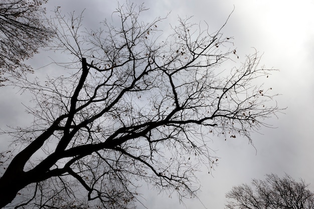 Cloudy gloomy weather in the autumn park