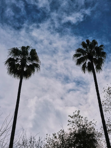 Cloudy sky and beautiful palm trees