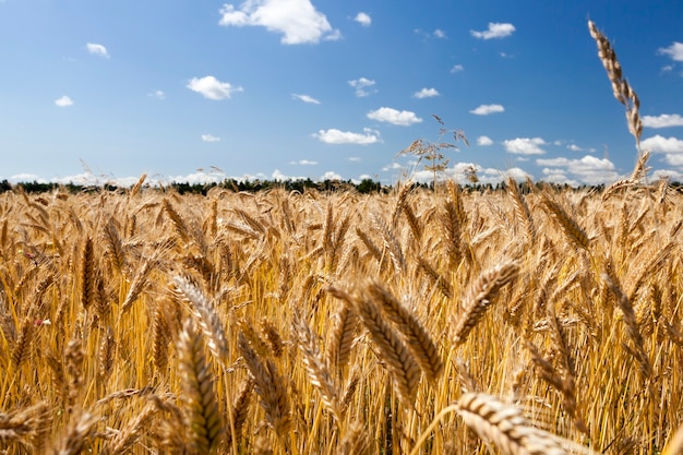 Cielo nuvoloso sopra il campo di segale dorato in estate, primo piano