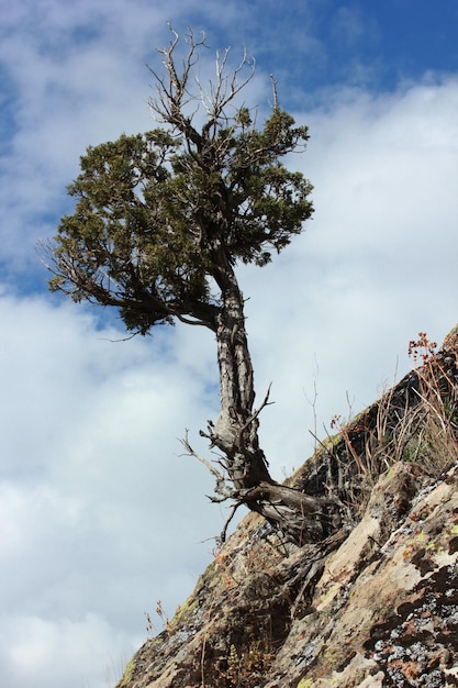 Cloudy sky and juniper tree