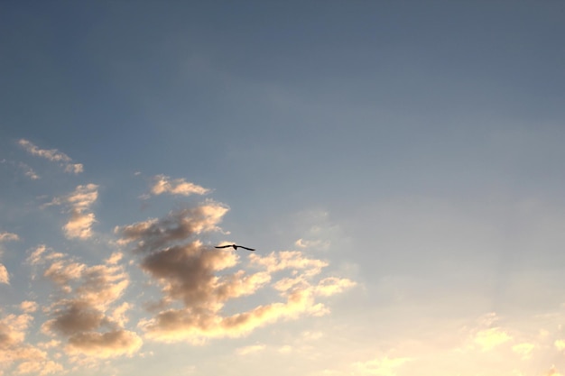 Cloudy sky at sunset and a seagull