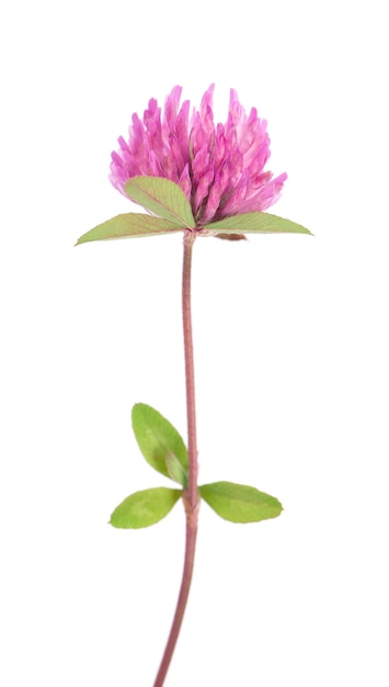 Clover flower on a stem with green leaves isolated on white background trifolium pratense