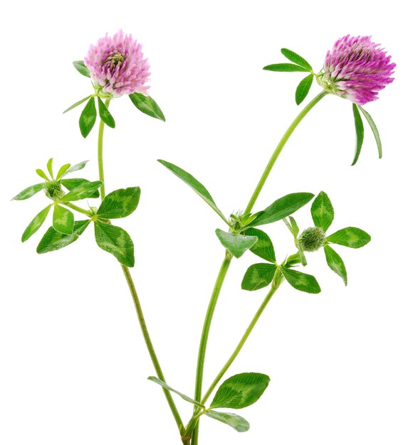 Clover flower on a stem