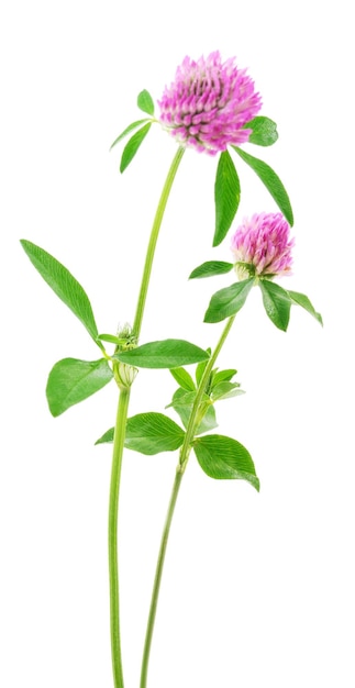 Clover flower on a stem