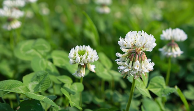 Photo clover flowering in the garden with copy space