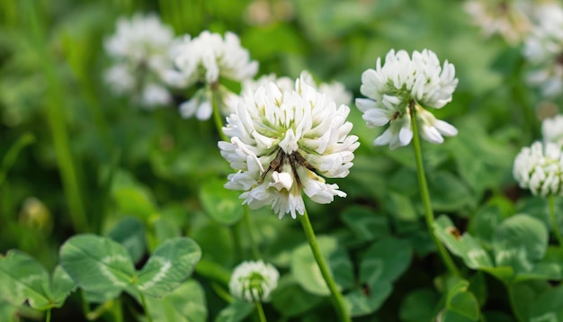 Photo clover flowering in the garden with copy space