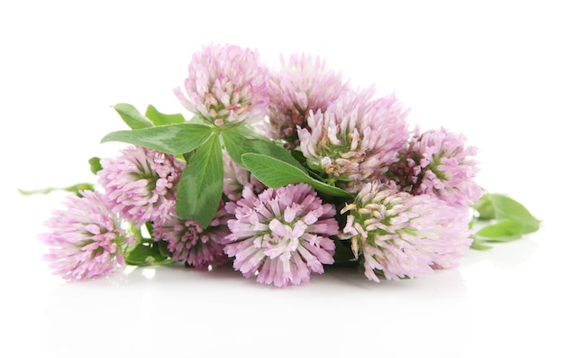 Clover flowers isolated on white