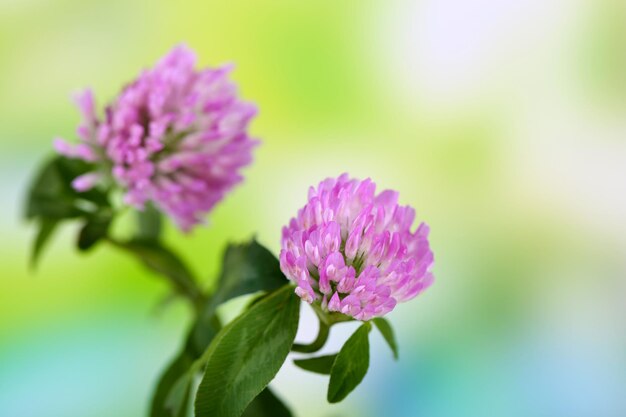 Clover flowers outdoors