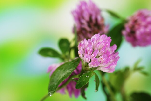 Clover flowers outdoors