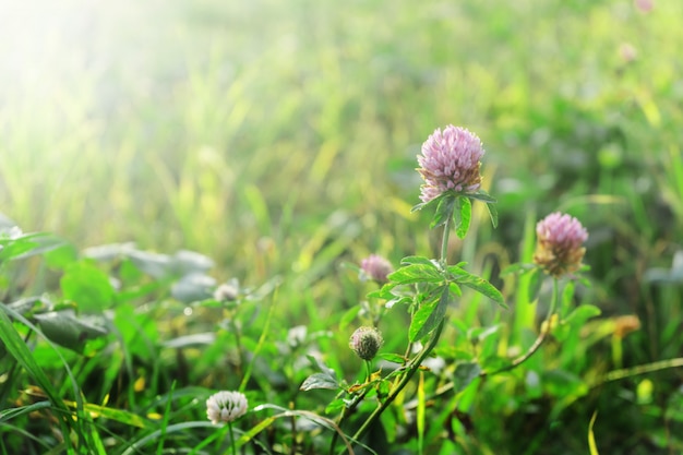 Clover flowers in a summer meadow, soft bokeh.