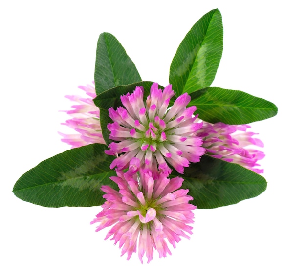 Clover flowers with green leaves isolated on white background Bouquet of red clover flowers