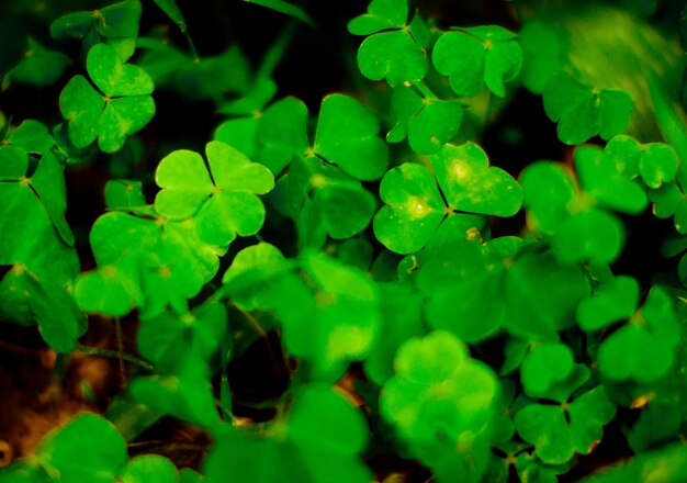 Photo clover full frame shot of fresh green leaf in water