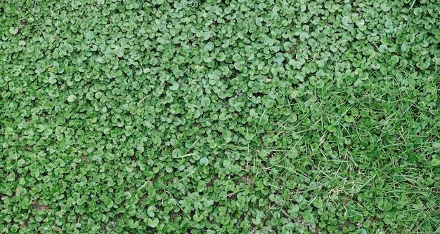 Clover grass beautiful green background