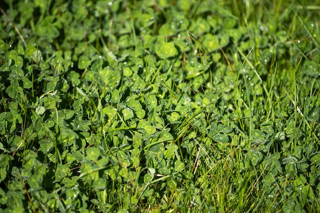 Clover and grass close up in a paddock