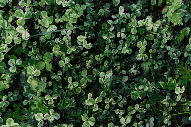 Clover grass leaves are green and freshly shot closeup of the lawn The concept of caring for the environment and the planet