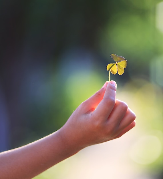 Clover in a hand with focus background