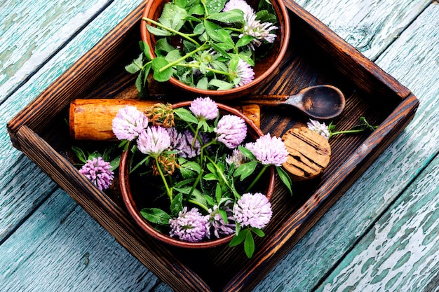 Photo clover in herbal medicine