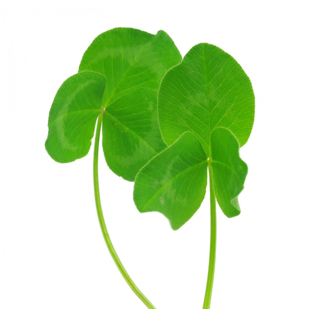 Clover isolated