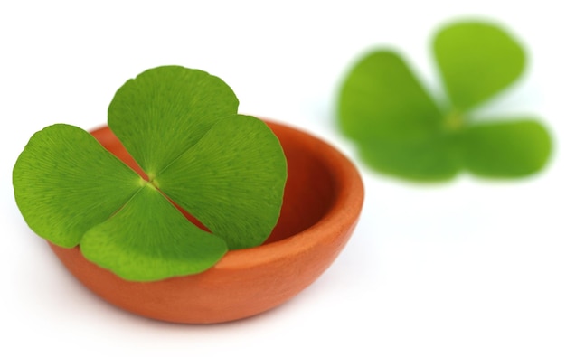 Clover leaf in a clay pottery over white background