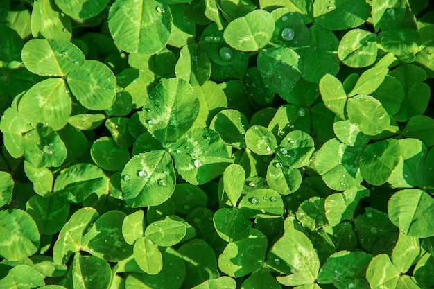 Clover leaf. Happy St. Patrick's Day. Selective focus.