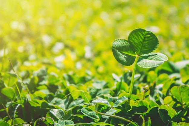 Clover leaf. Happy St. Patrick's Day. Selective focus.