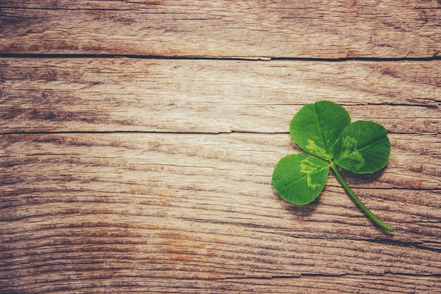 Clover leaf. Happy St. Patrick's Day. Selective focus.