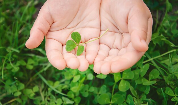 Clover leaf. Happy St. Patrick's Day. Selective focus.