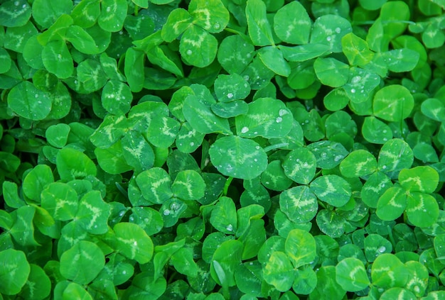 Clover leaf Happy St Patricks Day Selective focus nature