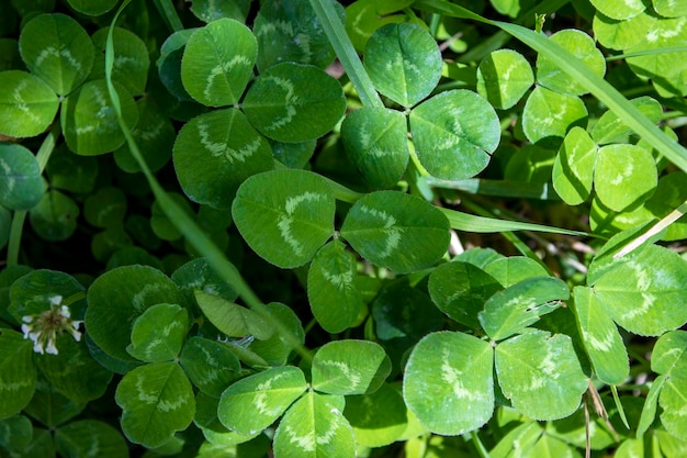 Clover leafy and natural background