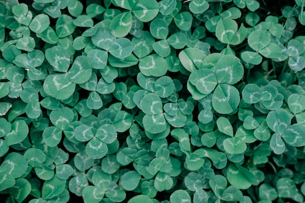 Clover Leaves for Green background with three leaved shamrocks 