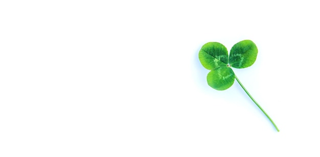 Clover leaves isolate on white background StPatrick s Day Selective focus