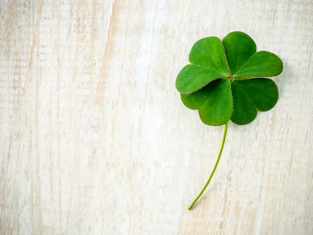 Photo clover leaves on shabby wooden background.