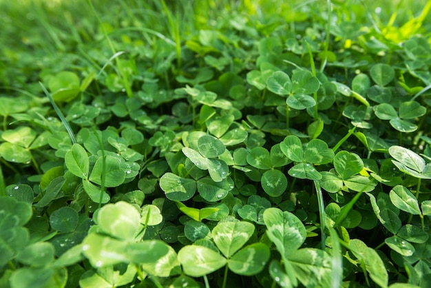 Clover leaves