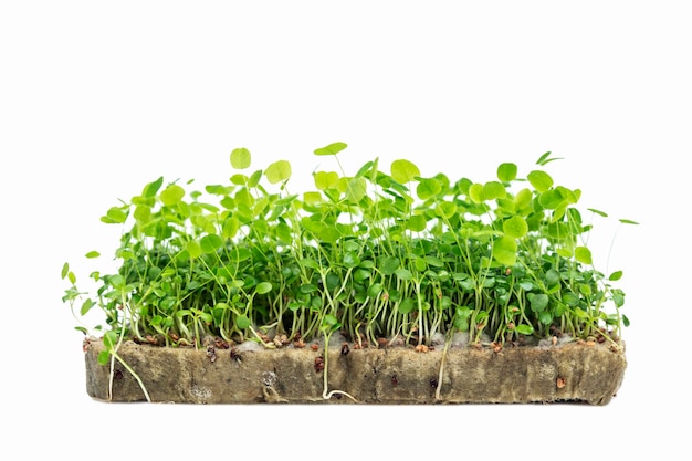 Clover microgreens op agrowool Gezondheidsvitamines en natuurlijk voedsel Geïsoleerd op witte achtergrond Close-up