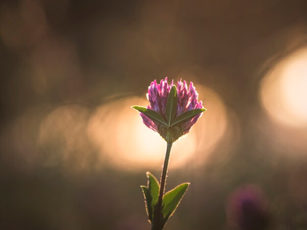 Trifoglio alla luce del sole